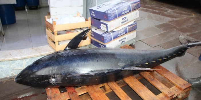 150 kiloluk dev orkinos görenleri şaşkına çevirdi