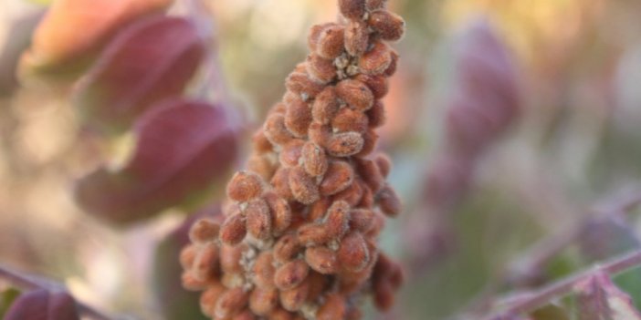 3 yıl önce 10 sumak ağacı dikti, yüzde 200 verim aldı