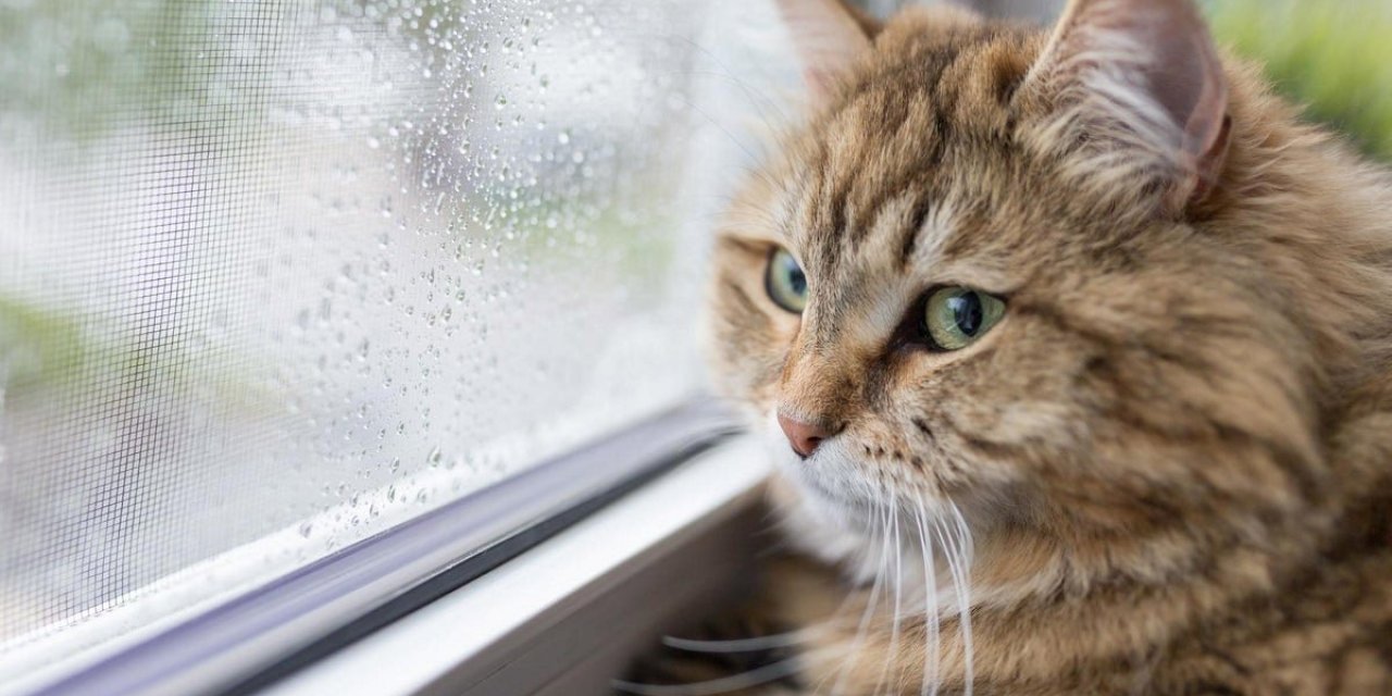 Avustralya'da kedilere sokağa çıkma yasağı