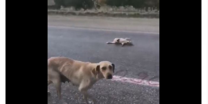 'Abi Sen N Güzel Adamsın!..'