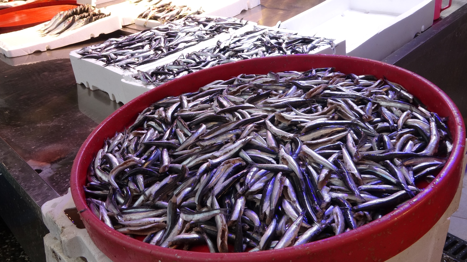 Hamsi bereketi sürüyor, istavrit azaldı