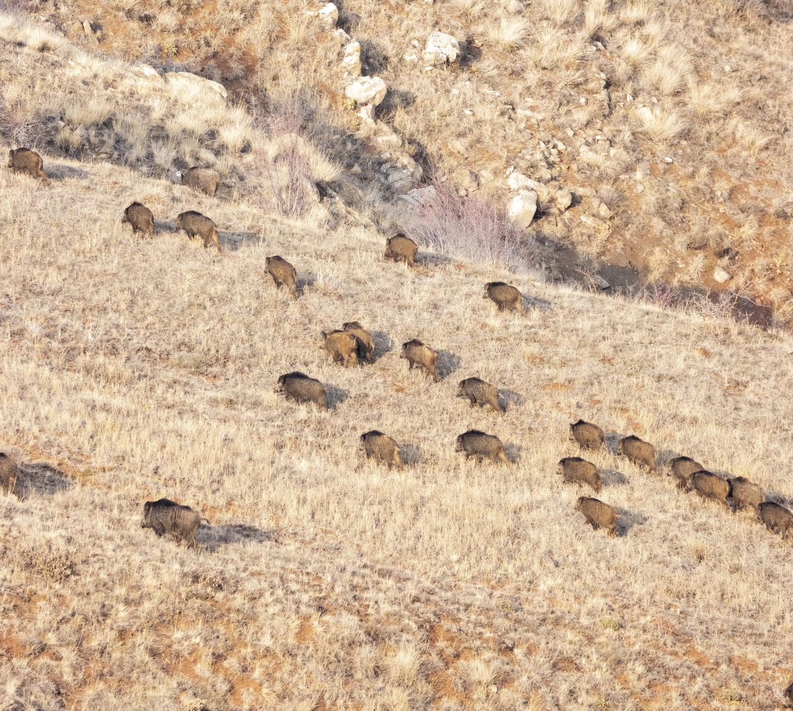 Doğa fotoğrafçısı, karşılaştığı sürü ile neye uğradığını şaşırdı