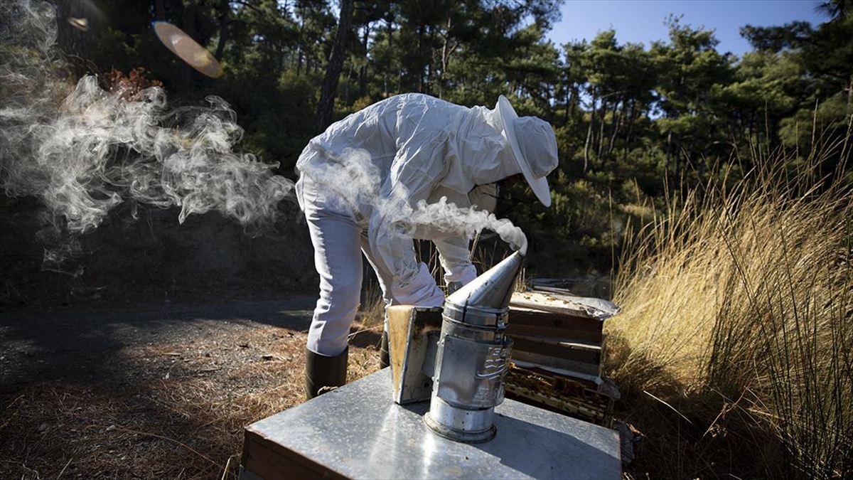 Yangınlar Ve Kuraklık Çam Balında Rekolteyi Düşürdü