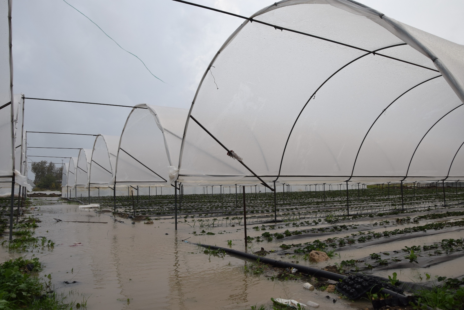Antalya’da ekili alanlar ve çilek seraları sular altında kaldı