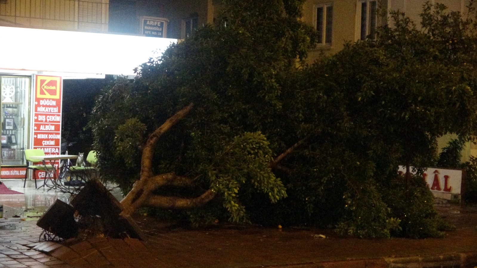 Antalya’da hortum ağaçları kökünden söktü