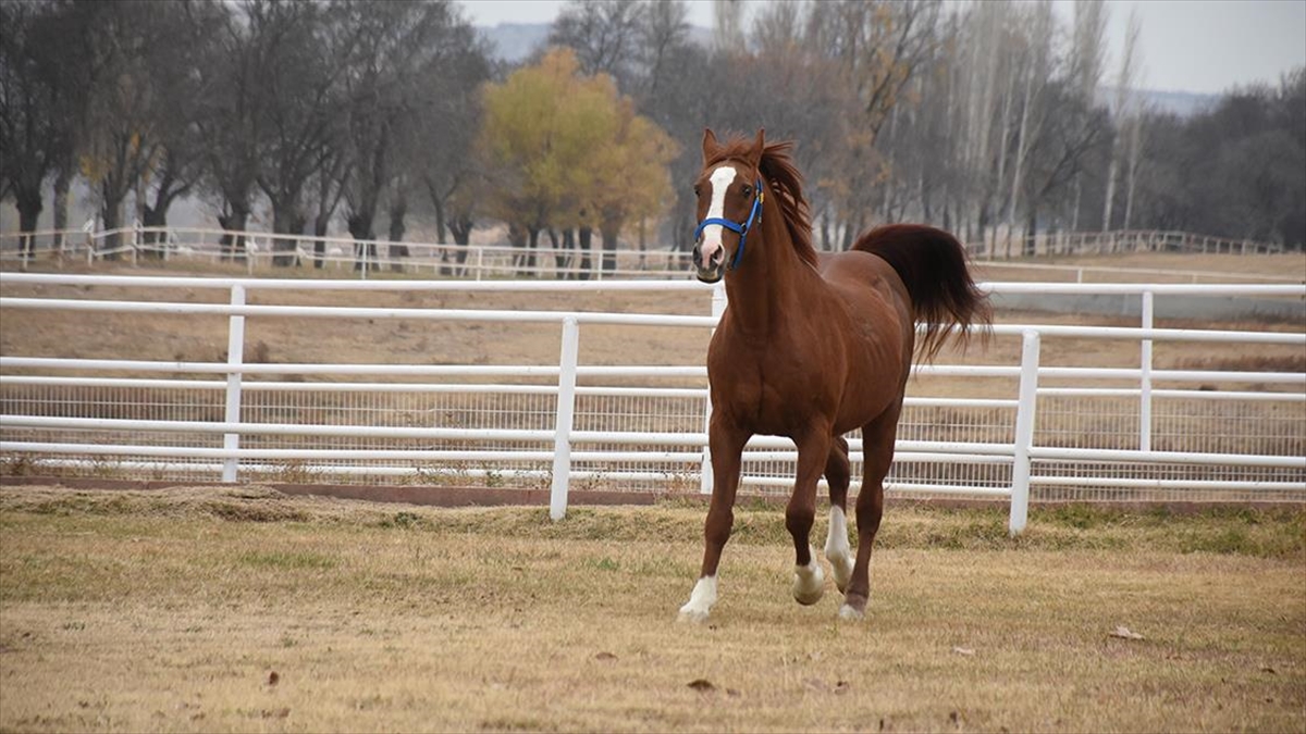Sultansuyu, Safkan Arap Atı Satışından 12 Milyon Lira Gelir Elde Etti