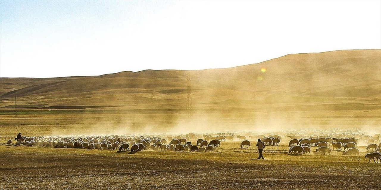 Anadolu Koyununun Antik Dna Çalışması Evcilleştirmenin Tarihine Işık Tutacak