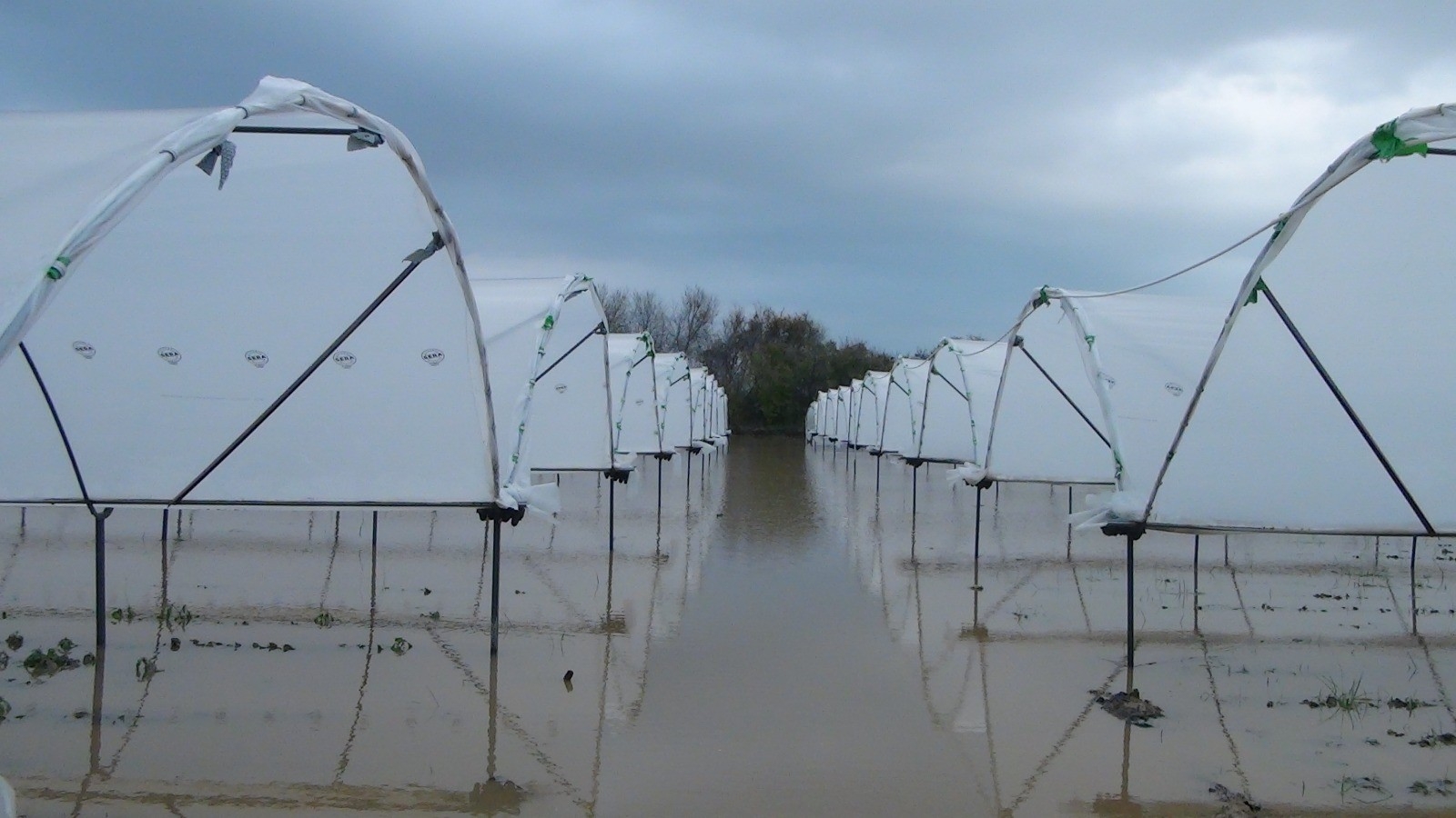 Yağmurla gelen sel, 55 dekar çilek serasını göle çevirdi