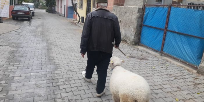 Yavruyken alıp beslediği koyun sahibinin peşini bir an olsun bırakmıyor