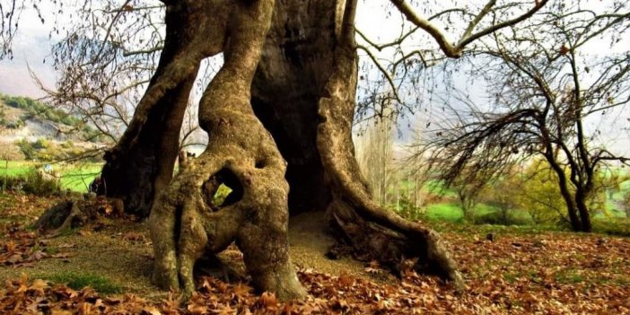 Bin yıllık çınar ağacı, yıllara meydan okuyor