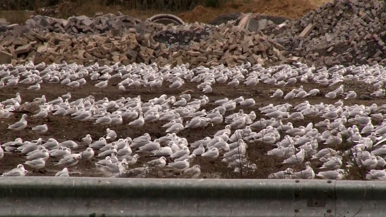 Lodos martıları da vurdu