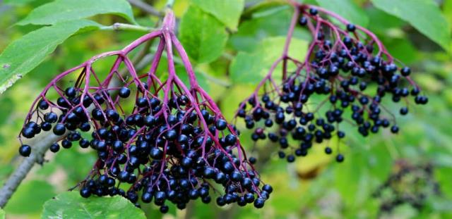 Kan şekerinin baş düşmanı! "Kara şifa" deniliyor, 2 gün içerisinde grip, nezle, baş ağrısı hepsini kesiyor