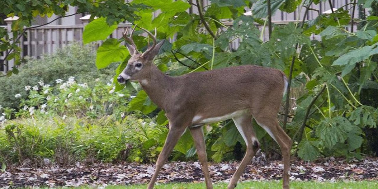 Kanada'da geyiklerde ilk kez koronavirüse rastlandı