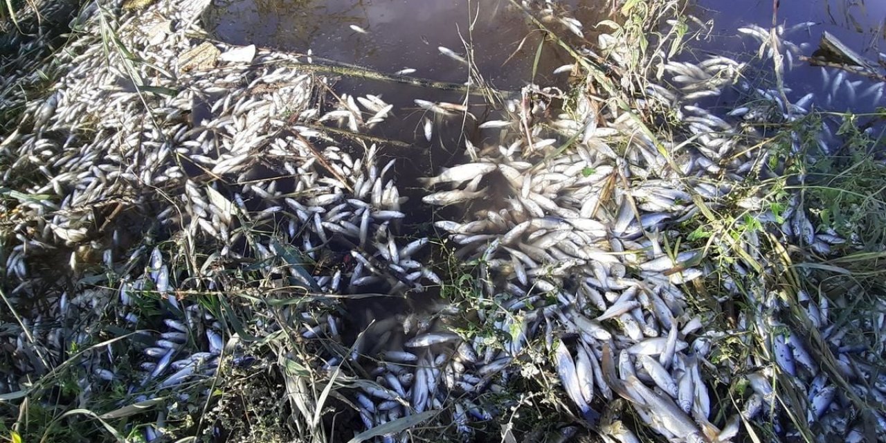 Aydın'daki Büyük Menderes Nehri'nde binlerce balık öldü
