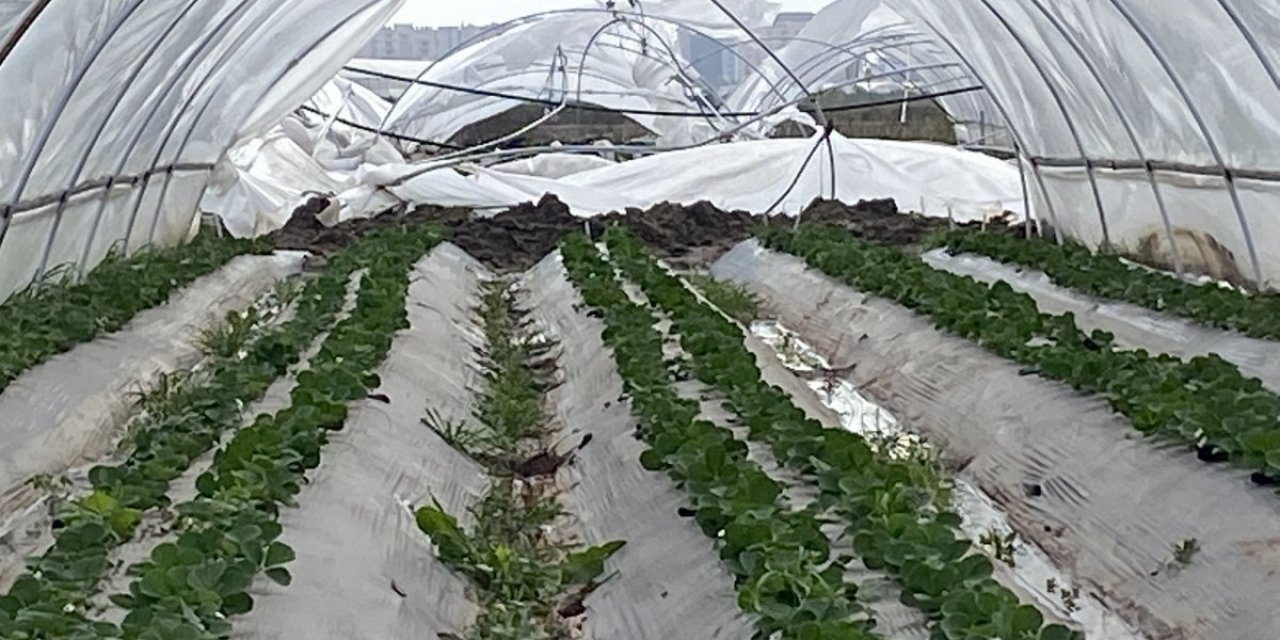 Antalya’da fırtına, çilek seralarını yerle bir etti