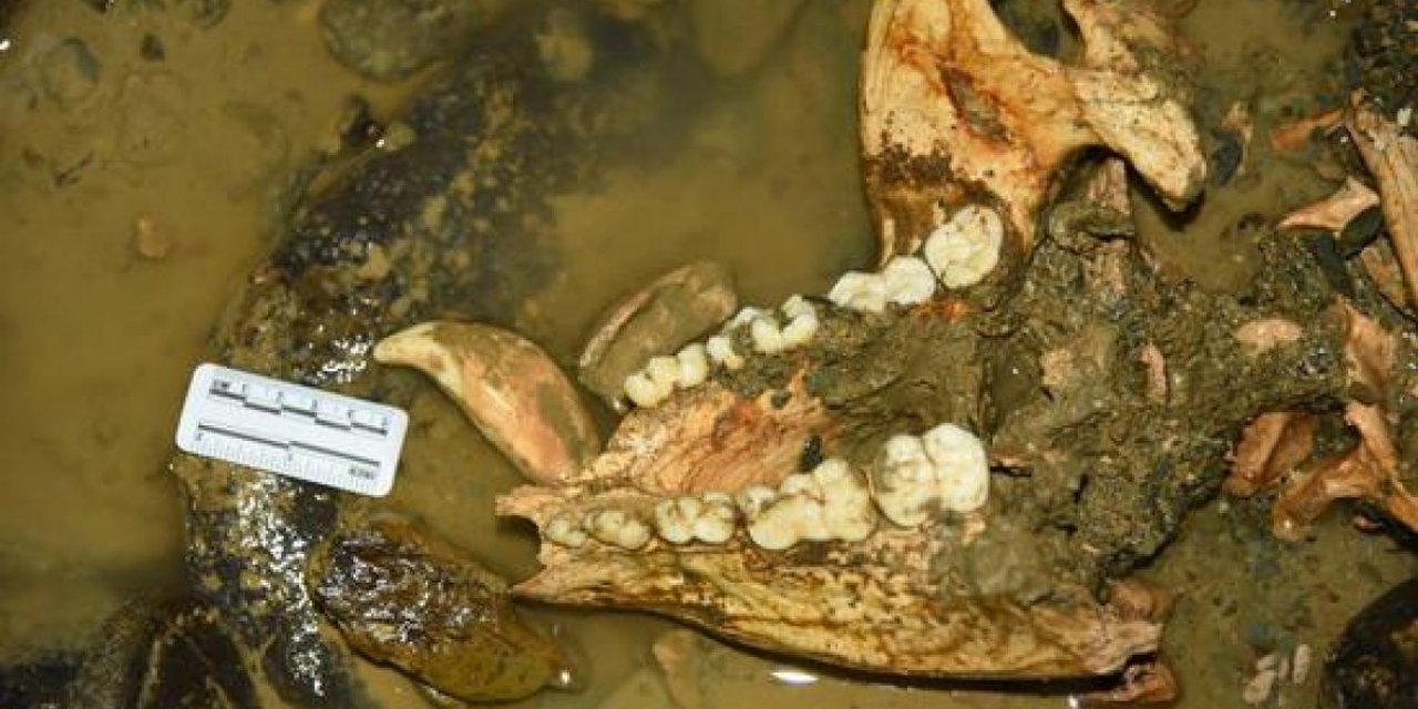 Çin'de 102 bin yıllık dev panda fosili bulundu