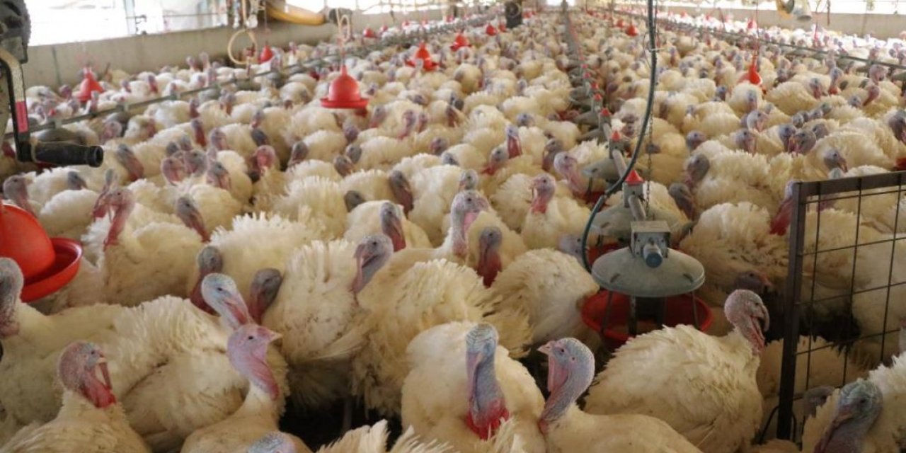 Yılbaşı hindileri satışa hazırlanıyor