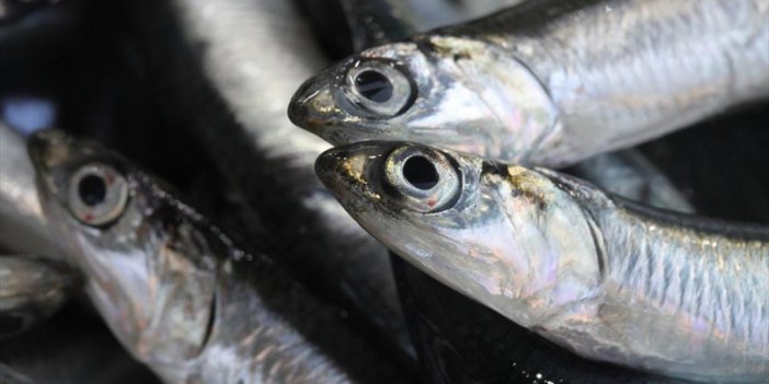 Hamsiden Sabun Üretiliyor