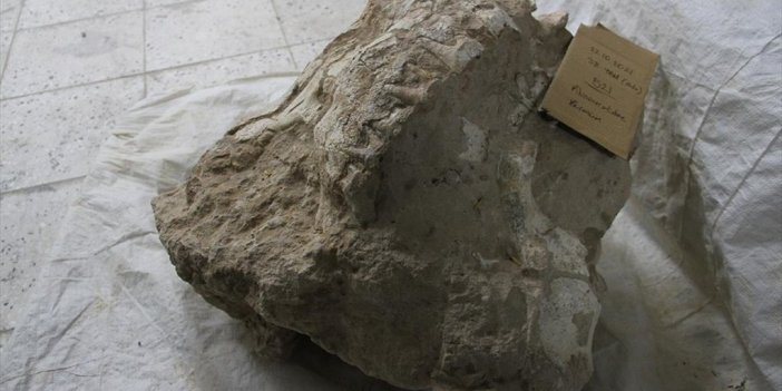 Kayseri'deki Fosil Kazılarında Bütün Halinde Gergedan Kafatası Bulundu