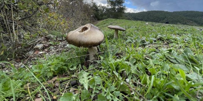 Zehirli Mantar Tüketildiğinde İlk Saatte 'kusturma' Uyarısı