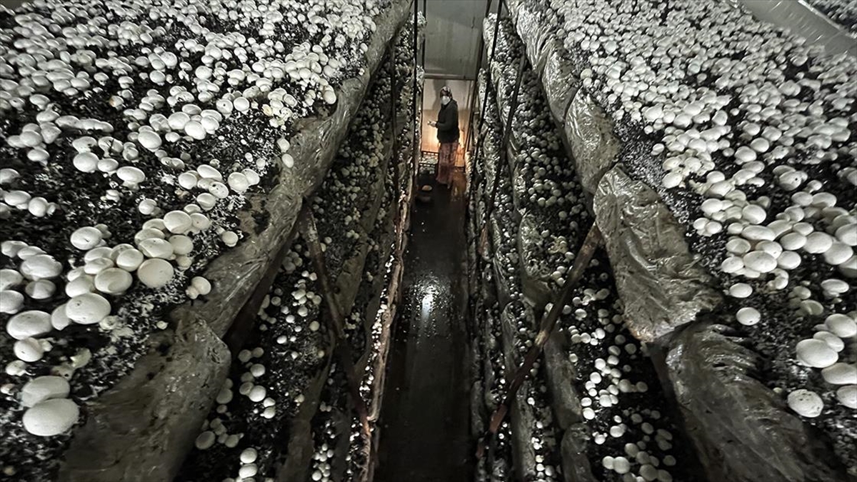 Düzceli Girişimci Devlet Desteğiyle Açtığı Mantar Üretim Tesisinde 35 Kişiye İstihdam Sağladı