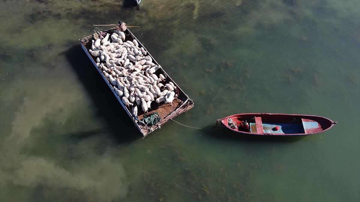 Yazı Adada Geçiren Koyunlar Salla Kırsal Mahalleye Getirildi