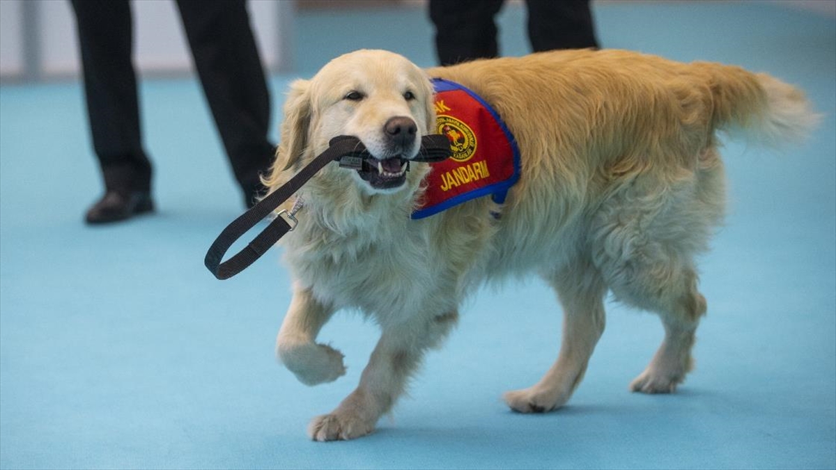 Elazığ Depreminin Kahraman Köpeği 'olgun' Ankara'daki Tanıtım Günlerinde Marifetlerini Sergiledi