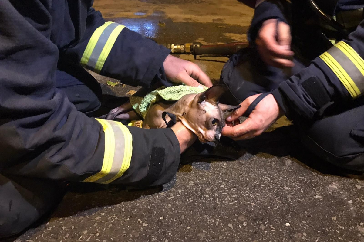 Suni teneffüs ve kalp masajıyla kediyi hayata döndürdü
