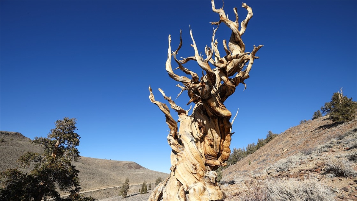 Dünyanın Çeşitli Bölgelerindeki Anıt Ağaçlar Tarihe Tanıklık Ediyor