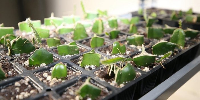 Ordu Tıbbi Ve Aromatik Bitki Yetiştiriciliğinde Öne Çıkacak