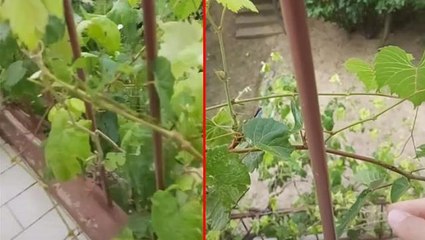 Evinin balkonunda bulunan asmadaki detayı fark eden adamın nutku tutuldu: Bir bitki bunu nasıl fark edebilir?