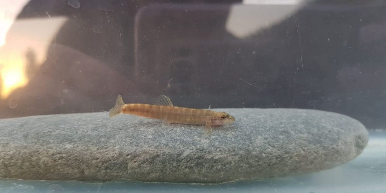 Yarım asırdır görülmeyen balık türü Batman’da ortaya çıktı