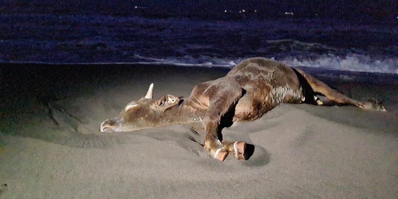 Zonguldak'ta sahile ölü inek vurdu