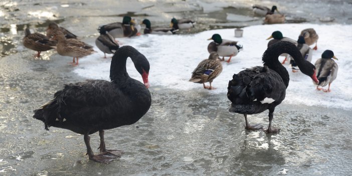 Ankara'nın simgesi Kuğulu Park buz tuttu