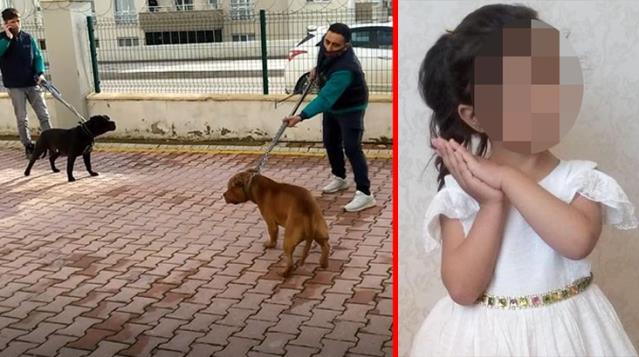 Küçük çocuğa pitbull saldırısı olayında 6 şüpheliden 3'ü tutuklandı
