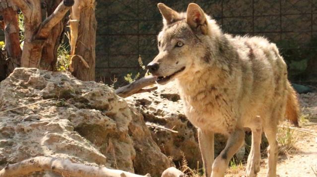 Fransa'da 9 kurdun kaçtığı hayvanat bahçesi kapatıldı!