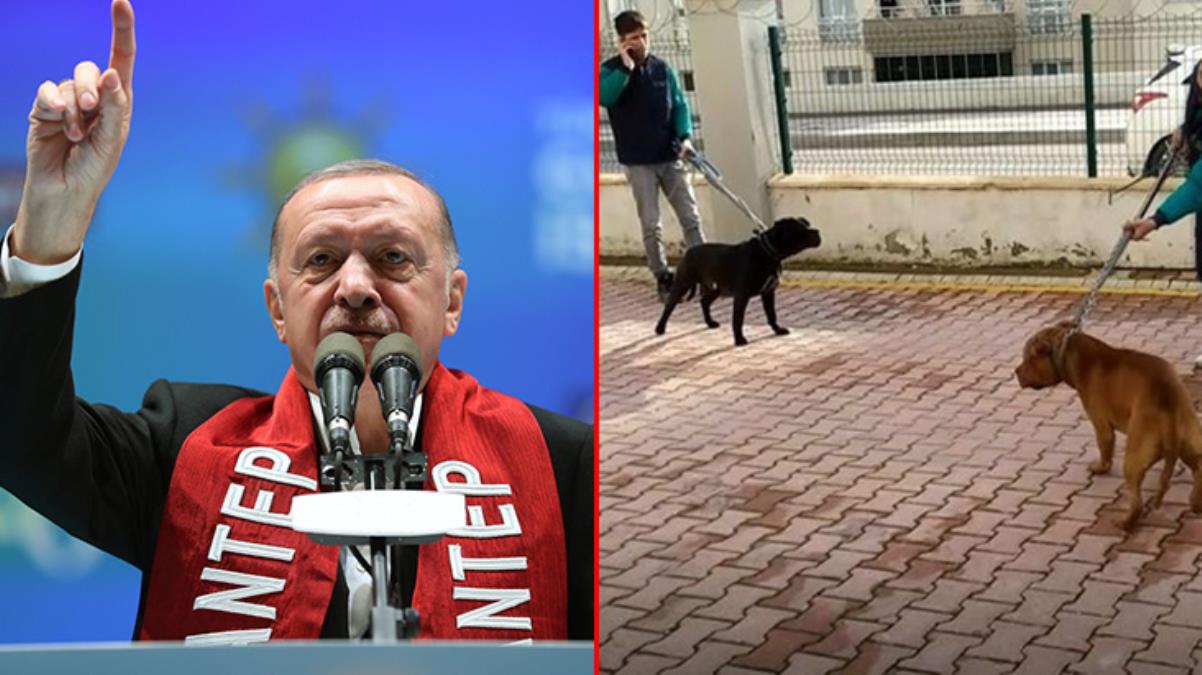 Cumhurbaşkanı Erdoğan, pitbull saldırısına uğrayan Asiye üzerinden köpek sahiplerine sert çıktı