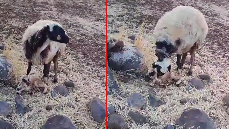 Anne koyunun, yavrusuna yaptığı hareket izleyenleri ağlattı