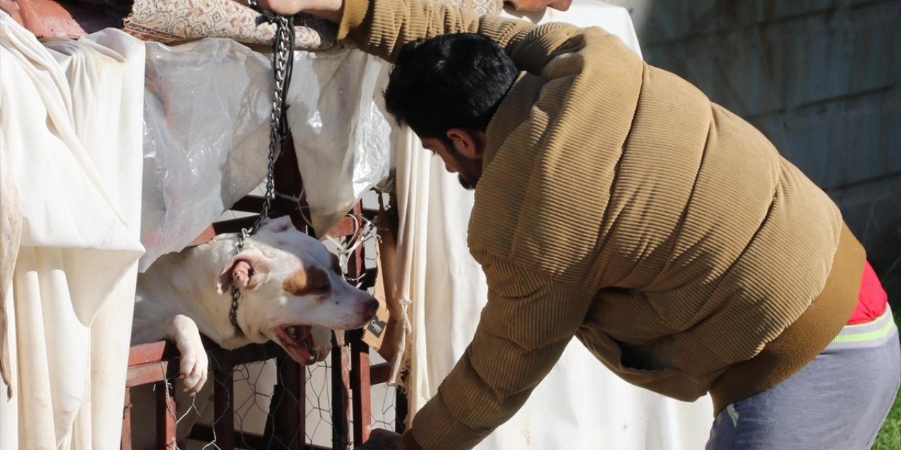 Sahipsiz Ve Tehlike Arz Eden Hayvanlarla İlgili Yurt Genelinde Önlem Alınacak