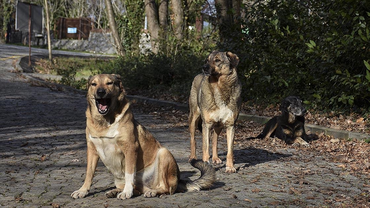 Ormanlık Alana Salınan Köpekler Yaban Hayatı İçin De Tehlike Oluşturuyor