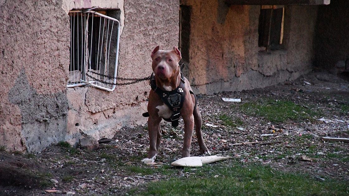 Tehlike Arz Eden Köpekleri Başıboş Bırakanlar Para Cezasına Çarptırıldı