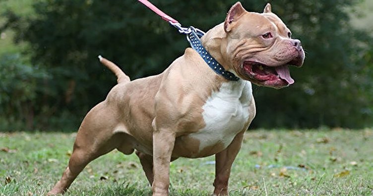 Son dakika: Yargıtay’dan pitbull kararı: En ağır cezayı gerektirir...