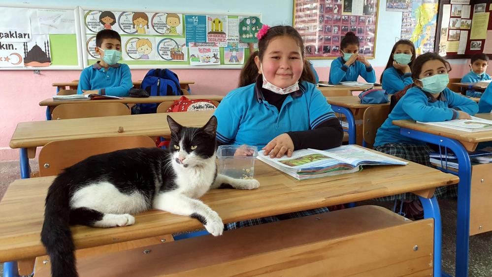Soğukta okula sığınan kediye öğrenciler sahip çıktı