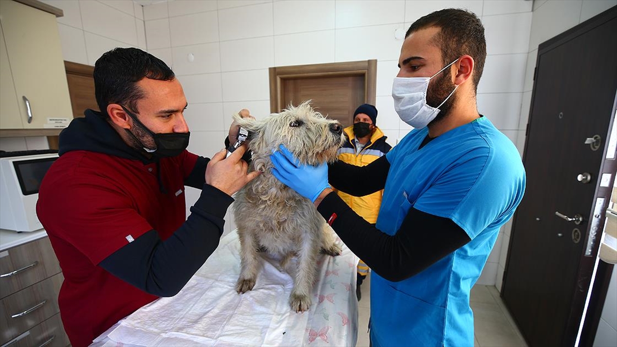'Hayvan Kasabası' Sakinlerine Konfor Öncelikli Hizmet Sunuluyor