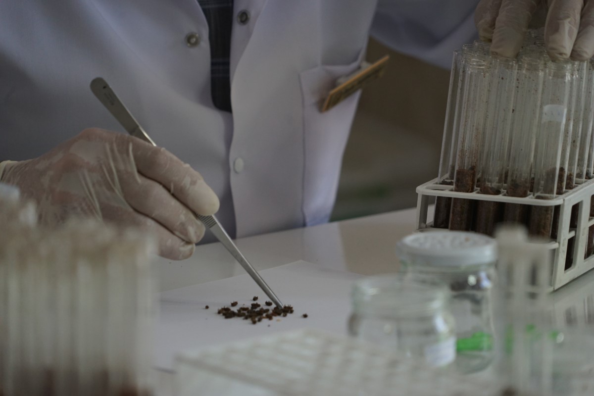 Karadeniz bölgesinde kestane ağaçlarını yok eden gal arısıyla mücadele başlıyor