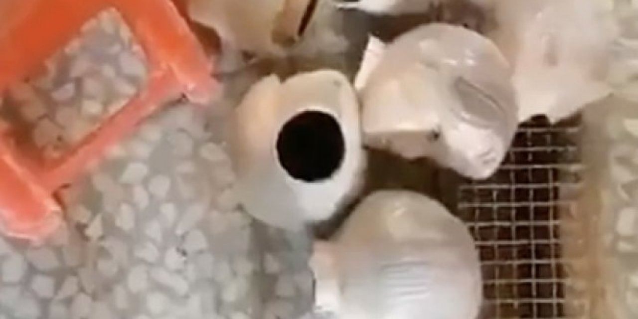 Taliban cansız mankenlerin kafasını kestirdi