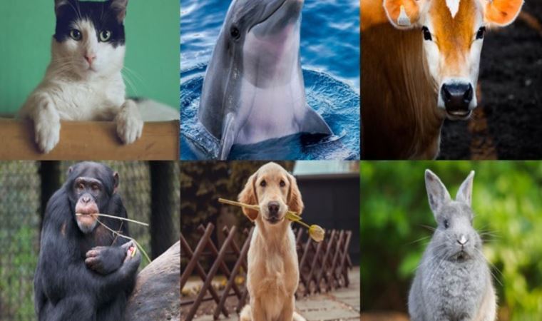 HKP'den 'hayvan hakları' açıklaması: Sorunun çözümü basit...