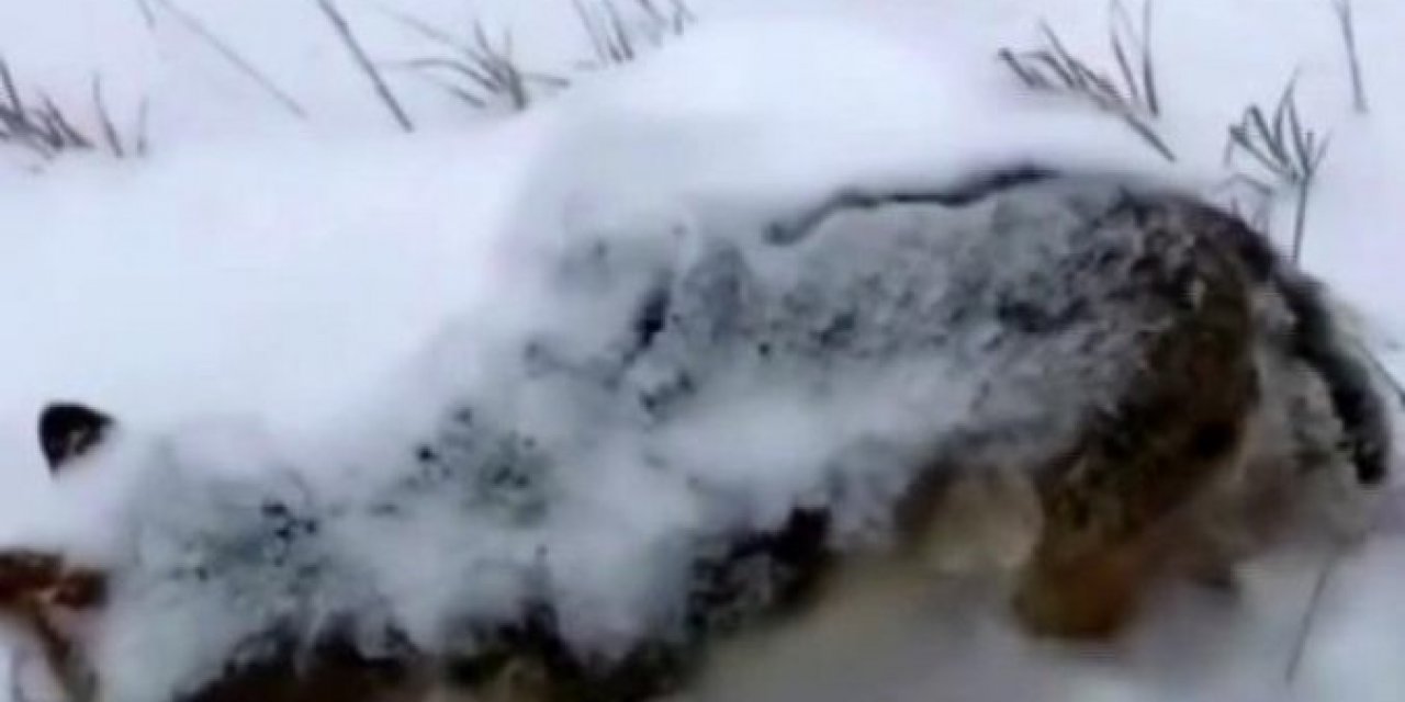 Eksi 17 dereceye dayanamayan tilki dondu.