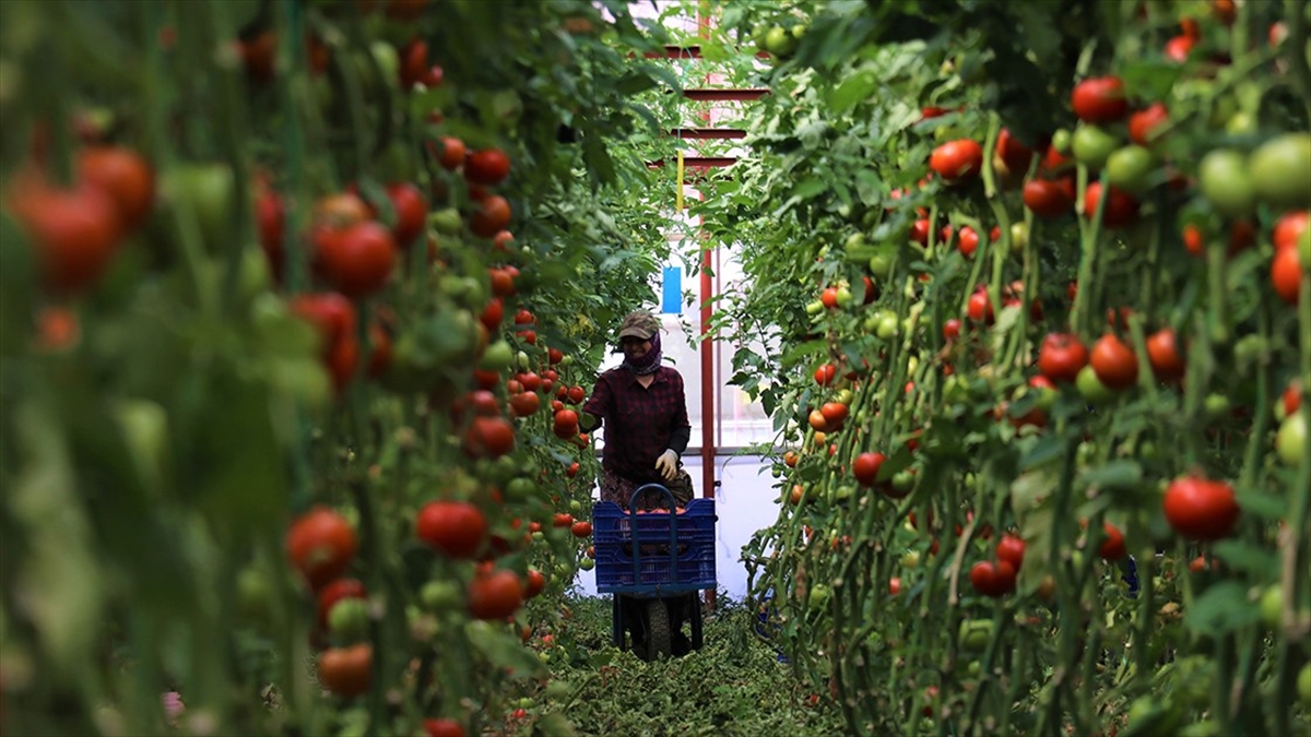 Türkiye'de 2021 Yılında 124 Milyar Tl'lik Tarımsal Varlık Sigortalandı