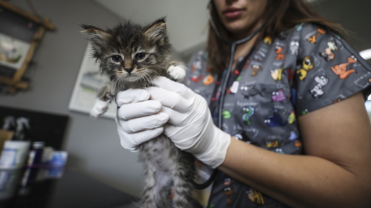 Kovid-19 Salgınıyla Hayvan Aşılarında Yurt Dışından Tedarik Yavaşladı